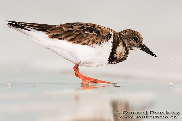 Kamenáček pestrý (Arenaria interpres), Kamenáček pestrý (Arenaria interpres), Ruddy Turnstone, Autor: Ondřej Prosický | NaturePhoto.cz, Aparát: Canon EOS-1D Mark II N, Objektiv: Canon EF 400mm f/5.6 L USM, Ohnisková vzdálenost (EQ35mm): 520.00 mm, fotografováno z ruky, Clona: 6.3, Doba expozice: 1/500 s, ISO: 200, Kompenzace expozice: 0, Blesk: Ano (externí Sigma EF-500 DG Super, -2 EV, Better Beamer), Vytvořeno: 10. ledna 2007 16:20:25, Little Estero Lagoon, Ft. Myers Beach, (Florida, USA) 