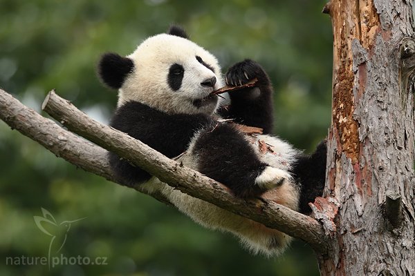 Panda velká (Ailuropoda melanoleuca), Panda velká (Ailuropoda melanoleuca), Giant Panda, Autor: Ondřej Prosický | NaturePhoto.cz, Model: Canon EOS-1D Mark III, Objektiv: Canon EF 200mm f/2 L IS USM + TC Canon 2x, Ohnisková vzdálenost (EQ35mm): 520 mm, stativ Gitzo 3540LS + RRS BH55, Clona: 4.5, Doba expozice: 1/640 s, ISO: 1000, Kompenzace expozice: -2/3, Blesk: Ne, Vytvořeno: 20. července 2008 17:45:30, ZOO Vienna - Schönbrunn (Rakousko) 