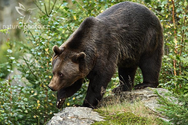 Medvěd hnědý (Ursus arctos), Medvěd hnědý (Ursus arctos), Brown Bear, Autor: Ondřej Prosický | NaturePhoto.cz, Model: Canon EOS-1D Mark III, Objektiv: Canon EF 500mm f/4 L IS USM, Ohnisková vzdálenost (EQ35mm): 364 mm, stativ Gitzo 3540LS + RRS BH55, Clona: 4.0, Doba expozice: 1/500 s, ISO: 800, Kompenzace expozice: -2/3, Blesk: Ano, Vytvořeno: 21. září 2008 12:16:45, zvířecí park Bavorský les - Nationalpark Bayerischer Wald (Německo) 