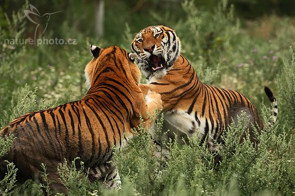 Tygr ussurijský (Panthera tigris altaica), Tygr ussurijský (Panthera tigris altaica), Amur or Siberian Tiger, Autor: Ondřej Prosický | NaturePhoto.cz, Model: Canon EOS-1D Mark III, Objektiv: Canon EF 500mm f/4 L IS USM, Ohnisková vzdálenost (EQ35mm): 650 mm, stativ Gitzo 3540LS + RRS BH55, Clona: 5.6, Doba expozice: 1/640 s, ISO: 500, Kompenzace expozice: +1/3, Blesk: Ne, Vytvořeno: 4. srpna 2008 16:54:56, Kostolná (Slovensko) 