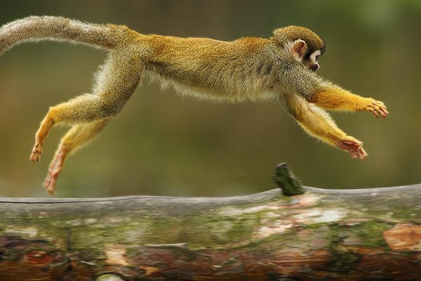 Kotul veverovitý (Saimiri sciureus), Kotul veverovitý (Saimiri sciureus), South American Squirrel Monkey, Autor: Ondřej Prosický | NaturePhoto.cz, Model: Canon EOS-1D Mark III, Objektiv: Canon EF 200mm f/2.8 L USM + TC Canon 2x, Ohnisková vzdálenost (EQ35mm): 520 mm, fotografováno z ruky, Clona: 5.6, Doba expozice: 1/500 s, ISO: 800, Kompenzace expozice: -2/3, Blesk: Ne, Vytvořeno: 20. září 2008 11:41:08, ZOO Praha - Troja (Česko)