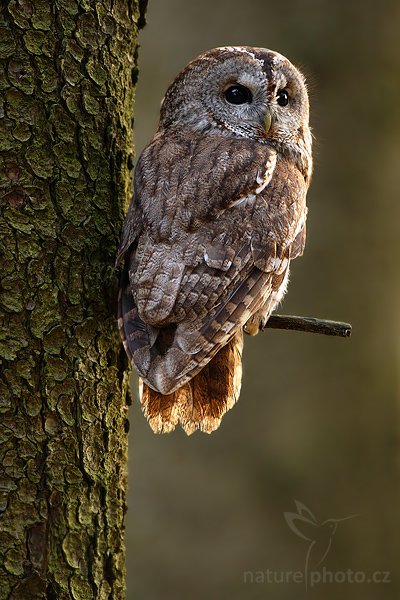 Puštík obecný (Strix aluco), Puštík obecný (Strix aluco), Eurasian Tawny Owl, Autor: Ondřej Prosický | NaturePhoto.cz, Model: Canon EOS-1D Mark III, Objektiv: Canon EF 500mm f/4 L IS USM, Ohnisková vzdálenost (EQ35mm): 650 mm, stativ Gitzo 3540LS + RRS BH55, Clona: 5.0, Doba expozice: 1/200 s, ISO: 1000, Kompenzace expozice: -2/3, Blesk: Ne, Vytvořeno: 15. listopadu 2008 9:25:15, zvíře v lidské péči, Herálec, Vysočina (Česko) 