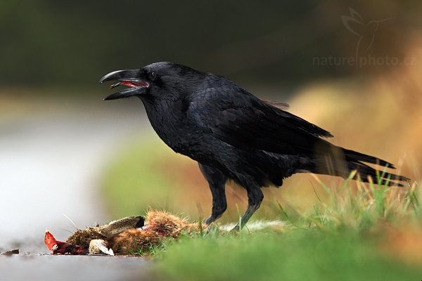 Krkavec velký (Corvus corax), Krkavec velký (Corvus corax), Raven, Autor: Ondřej Prosický | NaturePhoto.cz, Model: Canon EOS-1D Mark III, Objektiv: Canon EF 200mm f/2.8 L USM + TC Canon 1.4x, Ohnisková vzdálenost (EQ35mm): 364 mm, stativ Gitzo 3540LS + RRS BH55, Clona: 4.5, Doba expozice: 1/250 s, ISO: 1000, Kompenzace expozice: -1/3, Blesk: Ano, Vytvořeno: 16. listopadu 2008 12:29:22, zvíře v lidské péči, Herálec, Vysočina (Česko) 