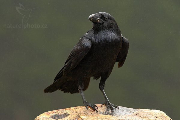 Krkavec velký (Corvus corax), Krkavec velký (Corvus corax), Raven, Autor: Ondřej Prosický | NaturePhoto.cz, Model: Canon EOS-1D Mark III, Objektiv: Canon EF 200mm f/2.8 L USM, Ohnisková vzdálenost (EQ35mm): 364 mm, stativ Gitzo 3540LS + RRS BH55, Clona: 4.5, Doba expozice: 1/250 s, ISO: 1000, Kompenzace expozice: -2/3, Blesk: Ne, Vytvořeno: 16. listopadu 2008 12:25:01, zvíře v lidské péči, Herálec, Vysočina (Česko) 