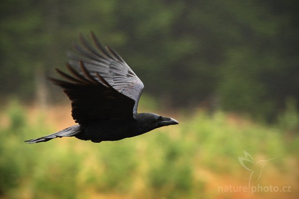 Krkavec velký (Corvus corax), Krkavec velký (Corvus corax), Raven, Autor: Ondřej Prosický | NaturePhoto.cz, Model: Canon EOS-1D Mark III, Objektiv: Canon EF 200mm f/2.8 L USM + TC Canon 1.4x, Ohnisková vzdálenost (EQ35mm): 364 mm, fotografováno z ruky, Clona: 4.5, Doba expozice: 1/400 s, ISO: 1000, Kompenzace expozice: -2/3, Blesk: Ne, Vytvořeno: 16. listopadu 2008 12:22:56, zvíře v lidské péči, Herálec, Vysočina (Česko) 