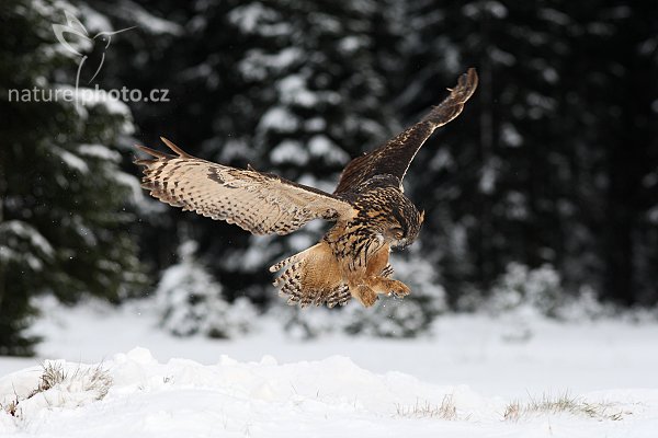 Výr velký (Bubo bubo), Výr velký (Bubo bubo), Eurasian Eagle Owl, Autor: Ondřej Prosický | NaturePhoto.cz, Model: Canon EOS-1D Mark III, Objektiv: Canon EF 200mm f/2.8 L USM, Ohnisková vzdálenost (EQ35mm): 260 mm, stativ Gitzo 3540LS + RRS BH55, Clona: 4.5, Doba expozice: 1/800 s, ISO: 500, Kompenzace expozice: -2/3, Blesk: Ano, Vytvořeno: 22. listopadu 2008 14:26:39, zvíře v lidské péči, Herálec, Vysočina (Česko)