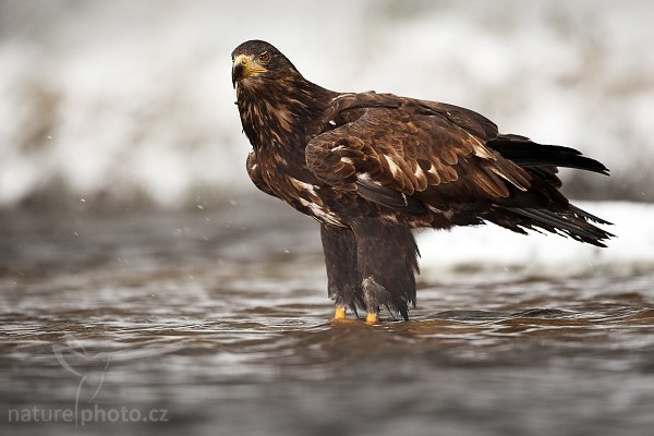 Orel mořský (Haliaeetus albicilla), Orel mořský (Haliaeetus albicilla), White-tailed Eagle, Autor: Ondřej Prosický | NaturePhoto.cz, Model: Canon EOS-1D Mark III, Objektiv: Canon EF 500mm f/4 L IS USM, Ohnisková vzdálenost (EQ35mm): 650 mm, stativ Gitzo 3540LS + RRS BH55, Clona: 4.5, Doba expozice: 1/300 s, ISO: 500, Kompenzace expozice: 0, Blesk: Ano, Vytvořeno: 22. listopadu 2008 11:20:50, zvíře v lidské péči, Herálec, Vysočina (Česko) 