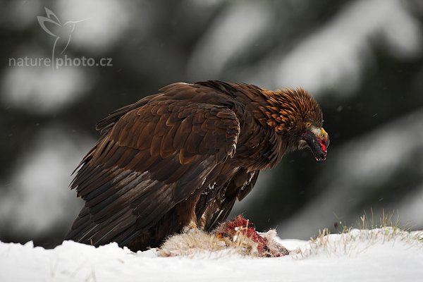 Orel skalní (Aquila chrysaetos), Orel skalní (Aquila chrysaetos), Golden Eagle, Autor: Ondřej Prosický | NaturePhoto.cz, Model: Canon EOS-1D Mark III, Objektiv: Canon EF 500mm f/4 L IS USM, Ohnisková vzdálenost (EQ35mm): 650 mm, stativ Gitzo 3540LS + RRS BH55, Clona: 5.6, Doba expozice: 1/200 s, ISO: 200, Kompenzace expozice: -1 1/3, Blesk: Ne, Vytvořeno: 22. listopadu 2008 13:24:35, zvíře v lidské péči, Herálec, Vysočina (Česko)