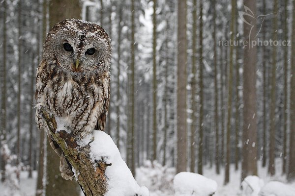 Puštík obecný (Strix aluco), Puštík obecný (Strix aluco), Eurasian Tawny Owl, Autor: Ondřej Prosický | NaturePhoto.cz, Model: Canon EOS-1D Mark III, Objektiv: Canon EF 17-40mm f/4 L USM, Ohnisková vzdálenost (EQ35mm): 42 mm, stativ Gitzo 3540LS + RRS BH55, Clona: 4.5, Doba expozice: 1/160 s, ISO: 1250, Kompenzace expozice: 0, Blesk: Ne, Vytvořeno: 22. listopadu 2008 9:51:22, zvíře v lidské péči, Herálec, Vysočina (Česko) 