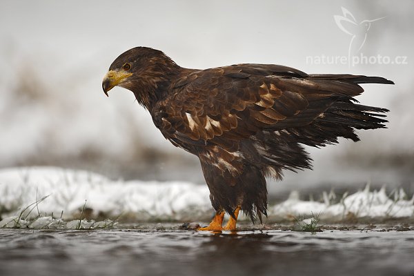 Orel mořský (Haliaeetus albicilla), Orel mořský (Haliaeetus albicilla), White-tailed Eagle, Autor: Ondřej Prosický | NaturePhoto.cz, Model: Canon EOS-1D Mark III, Objektiv: Canon EF 500mm f/4 L IS USM, Ohnisková vzdálenost (EQ35mm): 650 mm, stativ Gitzo 3540LS + RRS BH55, Clona: 4.0, Doba expozice: 1/500 s, ISO: 500, Kompenzace expozice: 0, Blesk: Ano, Vytvořeno: 22. listopadu 2008 11:19:29, zvíře v lidské péči, Herálec, Vysočina (Česko) 