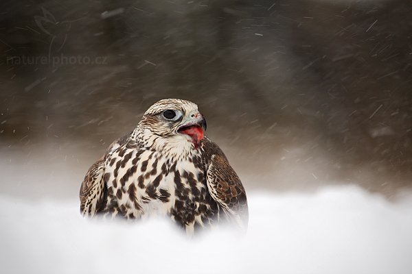 Raroh velký (Falco cherrug), Raroh velký (Falco cherrug), Saker Falcon, Autor: Ondřej Prosický | NaturePhoto.cz, Model: Canon EOS-1D Mark III, Objektiv: Canon EF 500mm f/4 L IS USM, Ohnisková vzdálenost (EQ35mm): 650 mm, stativ Gitzo 3540LS + RRS BH55, Clona: 5.6, Doba expozice: 1/160 s, ISO: 160, Kompenzace expozice: 0, Blesk: Ne, Vytvořeno: 23. listopadu 2008 11:06:41, zvíře v lidské péči, Herálec, Vysočina (Česko) 