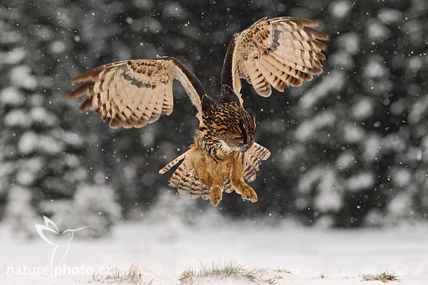 Výr velký (Bubo bubo), Výr velký (Bubo bubo), Eurasian Eagle Owl, Autor: Ondřej Prosický | NaturePhoto.cz, Model: Canon EOS-1D Mark III, Objektiv: Canon EF 200mm f/2.8 L USM, Ohnisková vzdálenost (EQ35mm): 260 mm, stativ Gitzo 3540LS + RRS BH55, Clona: 4.0, Doba expozice: 1/1250 s, ISO: 500, Kompenzace expozice: -2/3, Blesk: Ne, Vytvořeno: 22. listopadu 2008 14:33:34, zvíře v lidské péči, Herálec, Vysočina (Česko)