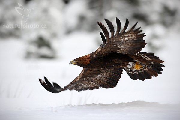 Orel skalní (Aquila chrysaetos), Orel skalní (Aquila chrysaetos), Golden Eagle, Autor: Ondřej Prosický | NaturePhoto.cz, Model: Canon EOS-1D Mark III, Objektiv: Canon EF 500mm f/4 L IS USM, Ohnisková vzdálenost (EQ35mm): 650 mm, stativ Gitzo 3540LS + RRS BH55, Clona: 6.3, Doba expozice: 1/500 s, ISO: 500, Kompenzace expozice: +1/3, Blesk: Ne, Vytvořeno: 22. listopadu 2008 12:40:28, zvíře v lidské péči, Herálec, Vysočina (Česko) 