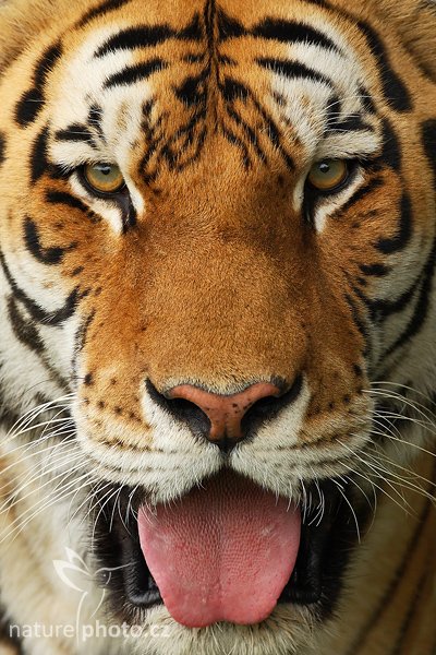 Tygr ussurijský (Panthera tigris altaica), Tygr ussurijský (Panthera tigris altaica), Amur or Siberian Tiger, Autor: Ondřej Prosický | NaturePhoto.cz, Model: Canon EOS-1D Mark III, Objektiv: Canon EF 500mm f/4 L IS USM, Ohnisková vzdálenost (EQ35mm): 650 mm, stativ Gitzo 3540LS + RRS BH55,Clona: 5.0, Doba expozice: 1/400 s, ISO: 250, Kompenzace expozice: -1/3, Blesk: Ne, Vytvořeno: 4. srpna 2008 16:26:07, Kostolná (Slovensko)