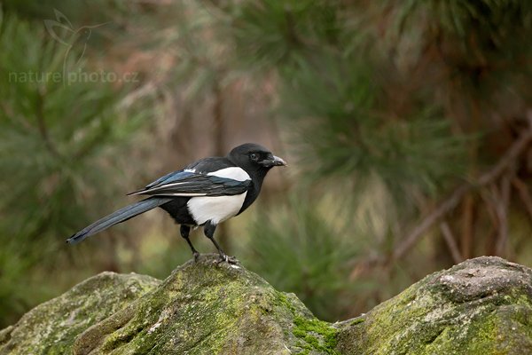 Straka obecná (Pica pica), Straka obecná (Pica pica), European Magpie or Common Magpie, Autor: Ondřej Prosický | NaturePhoto.cz, Model: Canon EOS 5D Mark II, Objektiv: Canon EF 500mm f/4 L IS USM, stativ Gitzo 3540LS + RRS BH55, Clona: 4.5, Doba expozice: 1/100 s, ISO: 800, Kompenzace expozice: +1/3, Blesk: Ano, Vytvořeno: 21. prosince 2008 9:49:37, Praha - Troja (Česko) 