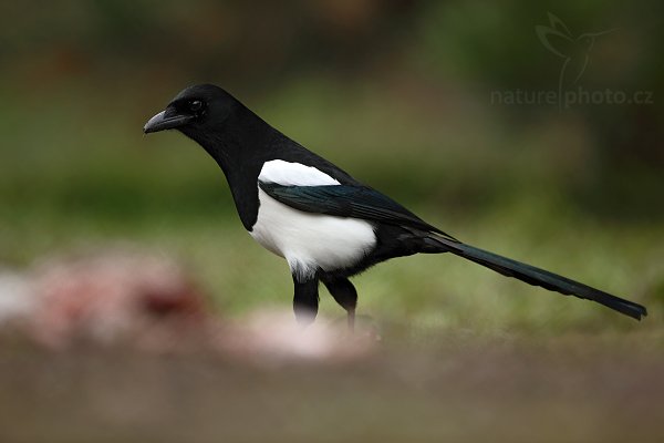 Straka obecná (Pica pica), Straka obecná (Pica pica), European Magpie or Common Magpie, Autor: Ondřej Prosický | NaturePhoto.cz, Model: Canon EOS 5D Mark II, Objektiv: Canon EF 500mm f/4 L IS USM, stativ Gitzo 3540LS + RRS BH55,Clona: 4.5, Doba expozice: 1/320 s, ISO: 1000, Kompenzace expozice: -1/3, Blesk: Ne, Vytvořeno: 21. prosince 2008 10:04:04, Praha - Troja (Česko) 