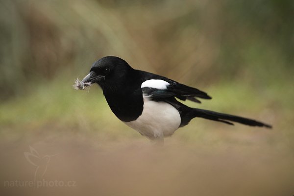 Straka obecná (Pica pica) , Straka obecná (Pica pica), European Magpie or Common Magpie, Autor: Ondřej Prosický | NaturePhoto.cz, Model: Canon EOS 5D Mark II, Objektiv: Canon EF 500mm f/4 L IS USM, stativ Gitzo 3540LS + RRS BH55, Clona: 4.5, Doba expozice: 1/320 s, ISO: 1000, Kompenzace expozice: -1/3, Blesk: Ano, Vytvořeno: 21. prosince 2008 10:02:27, Praha - Troja (Česko) 