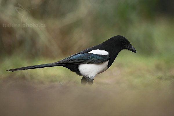 Straka obecná (Pica pica) , Straka obecná (Pica pica), European Magpie or Common Magpie, Autor: Ondřej Prosický | NaturePhoto.cz, Model: Canon EOS 5D Mark II, Objektiv: Canon EF 500mm f/4 L IS USM, stativ Gitzo 3540LS + RRS BH55, Clona: 4.5, Doba expozice: 1/320 s, ISO: 1000, Kompenzace expozice: -1/3, Blesk: Ne, Vytvořeno: 21. prosince 2008 10:05:41, Praha - Troja (Česko) 