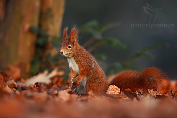 Veverka obecná (Sciurus vulgaris), Veverka obecná (Sciurus vulgaris), Red squirrel, Autor: Ondřej Prosický | NaturePhoto.cz, Model: Canon EOS 5D Mark II, Objektiv: Canon EF 500mm f/4 L IS USM, stativ Gitzo 3540LS + RRS BH55, Clona: 5.0, Doba expozice: 1/100 s, ISO: 800, Kompenzace expozice: -2/3, Blesk: Ne, Vytvořeno: 29. prosince 2008 9:04:07, Mladá Boleslav (Česko) 