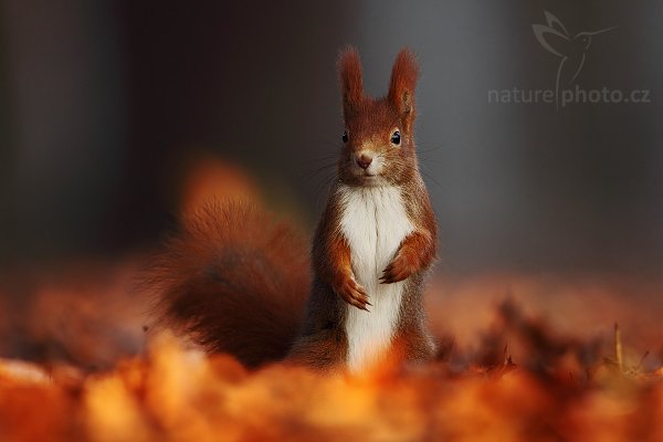 Veverka obecná (Sciurus vulgaris), Veverka obecná (Sciurus vulgaris), Red squirrel, Ondřej Prosický | NaturePhoto.cz, Model: Canon EOS 5D Mark II, Objektiv: Canon EF 500mm f/4 L IS USM, stativ Gitzo 3540LS + RRS BH55, Clona: 5.0, Doba expozice: 1/200 s, ISO: 800, Kompenzace expozice: -2/3, Blesk: Ne, Vytvořeno: 29. prosince 2008 8:58:19, Mladá Boleslav (Česko) 