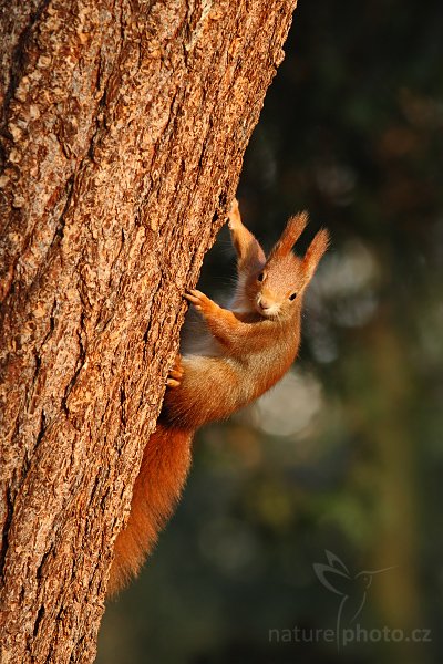 Veverka obecná (Sciurus vulgaris), Veverka obecná (Sciurus vulgaris), Red squirrel, Autor: Ondřej Prosický | NaturePhoto.cz, Model: Canon EOS-1D Mark III, Objektiv: Canon EF 200mm f/2.8 L USM, Ohnisková vzdálenost (EQ35mm): 364 mm, stativ Gitzo 3540LS + RRS BH55, Clona: 5.0, Doba expozice: 1/400 s, ISO: 800, Kompenzace expozice: -1/3, Blesk: Ne, Vytvořeno: 29. prosince 2008 10:20:27, Mladá Boleslav (Česko) 