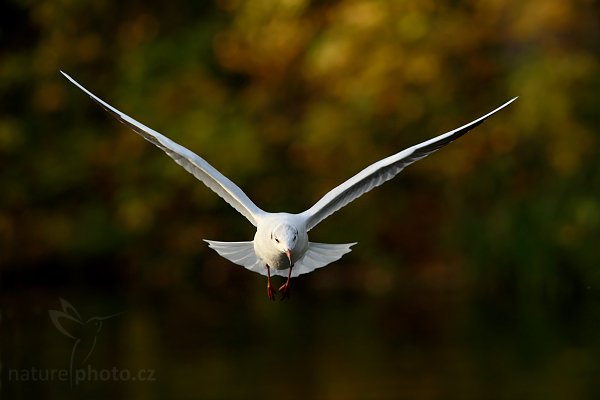 Racek chechtavý (Larus ridibundus), Racek chechtavý (Larus ridibundus), Black-headed Gull, Autor: Ondřej Prosický | NaturePhoto.cz, Model: Canon EOS-1D Mark III, Objektiv: Canon EF 200mm f/2.8 L USM, Ohnisková vzdálenost (EQ35mm): 364 mm, stativ Gitzo 3540LS + RRS BH55, Clona: 4.5, Doba expozice: 1/640 s, ISO: 640, Kompenzace expozice: -1, Blesk: Ne, Vytvořeno: 18. října 2008 16:51:04, Mladá Boleslav (Česko) 