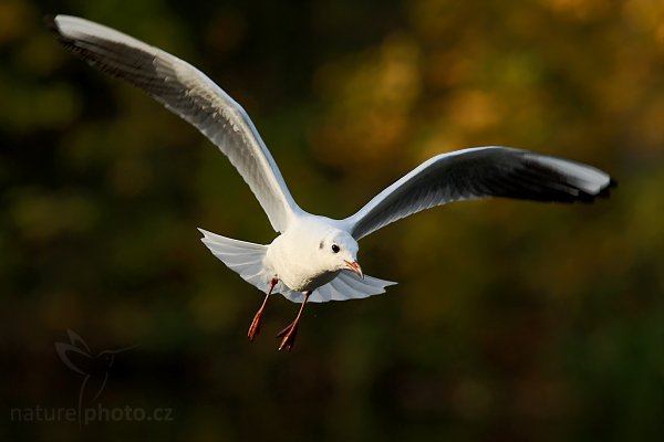 Racek chechtavý (Larus ridibundus), Racek chechtavý (Larus ridibundus), Black-headed Gull, Autor: Ondřej Prosický | NaturePhoto.cz, Model: Canon EOS-1D Mark III, Objektiv: Canon EF 200mm f/2.8 USM, Ohnisková vzdálenost (EQ35mm): 364 mm, stativ Gitzo 3540LS + RRS BH55, Clona: 4.5, Doba expozice: 1/1000 s, ISO: 640, Kompenzace expozice: -1, Blesk: Ne, Vytvořeno: 18. října 2008 16:51:04, Praha - Troja (Česko) 