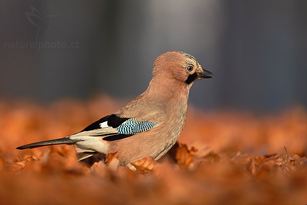 Sojka obecná (Garrulus glandarius), Sojka obecná (Garrulus glandarius), Eurasian Jay, Autor: Ondřej Prosický | NaturePhoto.cz, Model: Canon EOS 5D Mark II, Objektiv: Canon EF 500mm f/4 L IS USM, stativ Gitzo 3540LS + RRS BH55, Clona: 5.0, Doba expozice: 1/250 s, ISO: 800, Kompenzace expozice: +1/3, Blesk: Ne, Vytvořeno: 29. prosince 2008 9:30:12, Mladá Boleslav (Česko) 