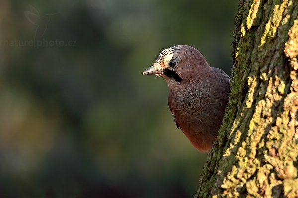 Sojka obecná (Garrulus glandarius), Sojka obecná (Garrulus glandarius), Eurasian Jay, Autor: Ondřej Prosický | NaturePhoto.cz, Model: Canon EOS 5D Mark II, Objektiv: Canon EF 500mm f/4 L IS USM, stativ Gitzo 3540LS + RRS BH55, Clona: 5.6, Doba expozice: 1/100 s, ISO: 500, Kompenzace expozice: -2/3, Blesk: Ne, Vytvořeno: 29. prosince 2008 10:03:26, Mladá Boleslav (Česko) 