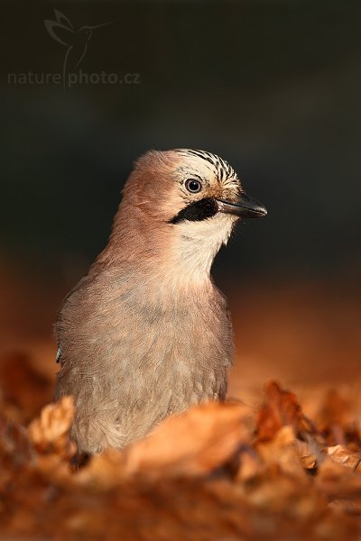 Sojka obecná (Garrulus glandarius), Sojka obecná (Garrulus glandarius), Eurasian Jay, Autor: Ondřej Prosický | NaturePhoto.cz, Model: Canon EOS 5D Mark II, Objektiv: Canon EF 500mm f/4 L IS USM, stativ Gitzo 3540LS + RRS BH55, Clona: 5.6, Doba expozice: 1/320 s, ISO: 500, Kompenzace expozice: -1, Blesk: Ne, Vytvořeno: 29. prosince 2008 10:24:54, Mladá Boleslav (Česko) 