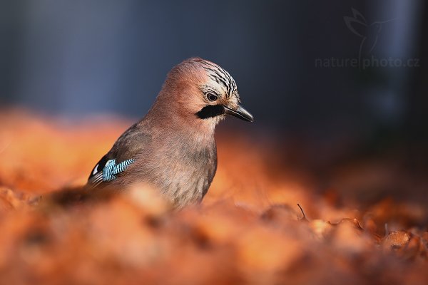 Sojka obecná (Garrulus glandarius), Sojka obecná (Garrulus glandarius), Eurasian Jay, Autor: Ondřej Prosický | NaturePhoto.cz, Model: Canon EOS 5D Mark II, Objektiv: Canon EF 500mm f/4 L IS USM, stativ Gitzo 3540LS + RRS BH55,Clona: 5.0, Doba expozice: 1/200 s, ISO: 800, Kompenzace expozice: +1/3, Blesk: Ne, Vytvořeno: 29. prosince 2008 9:30:16, Mladá Boleslav (Česko) 