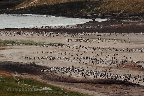 Kolonie tučňáků na Falklandských ostrovech