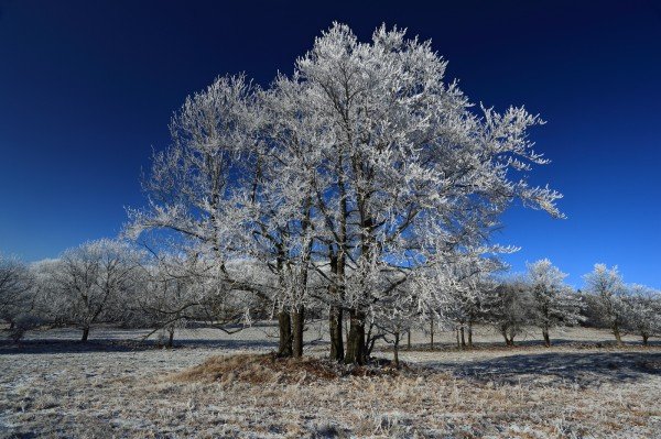 Omrzlý strom, NP České Švýcarsko, Děda mráz pod Studencem, NP České Švýcarsko, Autor: Ondřej Prosický | NaturePhoto.cz, Model: Canon EOS 5D Mark II, Objektiv: Canon EF 17-40mm f/4 L USM, Ohnisková vzdálenost (EQ35mm): 17 mm, stativ Gitzo 3540LS + RRS BH55, Clona: 18, Doba expozice: 1/13 s, ISO: 50, Kompenzace expozice: -1/3 EV, Blesk: Ne, Vytvořeno: 28. prosince 2008 10:59, Studenec, NP České Švýcarsko (Česko)