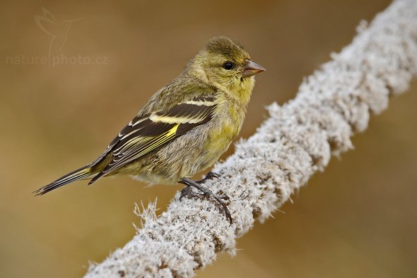 Čížek vousatý (Carduelis barbata), Čížek černobradý = vousatý (Carduelis barbata), Black-chinned Siskin, Autor: Ondřej Prosický | NaturePhoto.cz, Model: Canon EOS-1D Mark III, Objektiv: Canon EF 500mm f/4 L IS USM, Ohnisková vzdálenost (EQ35mm): 650 mm, stativ Gitzo 3540LS + RRS BH55, Clona: 7.1, Doba expozice: 1/250 s, ISO: 100, Kompenzace expozice: 0, Blesk: Ne, Vytvořeno: 11. ledna 2009 19:22:23, Gypsy Cove (Falklandské ostrovy) 