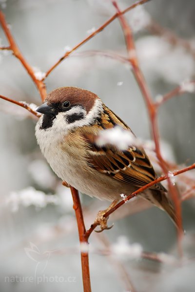 Vrabec polní (Passer montanus), Vrabec polní (Passer montanus), The Tree Sparrow, Autor: Ondřej Prosický | NaturePhoto.cz, Model: Canon EOS-1D Mark III, Objektiv: Canon EF 200mm f/2.8 L USM + TC Canon 2x, Ohnisková vzdálenost (EQ35mm): 520 mm, stativ Gitzo 3540LS + RRS BH55, Clona: 5.6, Doba expozice: 1/500 s, ISO: 800, Kompenzace expozice: -1/3, Blesk: Ano, Vytvořeno: 21. února 2009 6:50:08, Praha - Troja (Česko)