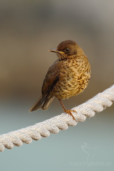 Drozd falklandský (Turdus falcklandii falcklandii), Drozd falklandský (Turdus falcklandii falcklandii), Falkland Thrush, Autor: Ondřej Prosický | NaturePhoto.cz, Model: Canon EOS-1D Mark III, Objektiv: Canon EF 500mm f/4 L IS USM, Ohnisková vzdálenost (EQ35mm): 650 mm, stativ Gitzo 3540LS + RRS BH55, Clona: 6.3, Doba expozice: 1/640 s, ISO: 400, Kompenzace expozice: 0, Blesk: Ano, Vytvořeno: 29. ledna 2009 18:39:50, Gypsy Cove (Falklandské ostrovy) 