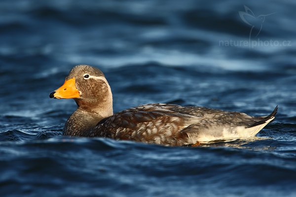 Husice krátkokřídlá (Tachyeres brachypterus), Husice krátkokřídlá (Tachyeres brachypterus), Falkland Steamer Duck, Autor: Ondřej Prosický | NaturePhoto.cz, Model: Canon EOS-1D Mark III, Objektiv: Canon EF 500mm f/4 L IS USM + TC Canon 1,4x, Ohnisková vzdálenost (EQ35mm): 910 mm, stativ Gitzo 3540LS + RRS BH55, Clona: 6.3, Doba expozice: 1/640 s, ISO: 200, Kompenzace expozice: -1/3, Blesk: Ne, Vytvořeno: 11. ledna 2009 6:28:36, Stanley (Falklandské ostrovy) 