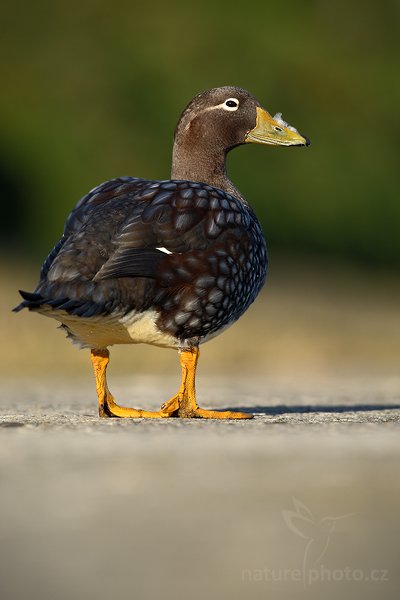 Husice krátkokřídlá (Tachyeres brachypterus), Husice krátkokřídlá (Tachyeres brachypterus), Falkland Steamer Duck, Autor: Ondřej Prosický | NaturePhoto.cz, Model: Canon EOS-1D Mark III, Objektiv: Canon EF 500mm f/4 L IS USM, Ohnisková vzdálenost (EQ35mm): 650 mm, stativ Gitzo 3540LS + RRS BH55, Clona: 6.3, Doba expozice: 1/640 s, ISO: 200, Kompenzace expozice: -1/3, Blesk: Ne, Vytvořeno: 11. ledna 2009 6:31:16, Gypsy Cove (Falklandské ostrovy)