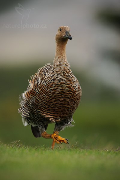 Husice magellanská (Chloephaga picta), Husice krátkokřídlá (Tachyeres brachypterus), Falkland Steamer Duck, Autor: Ondřej Prosický | NaturePhoto.cz, Model: Canon EOS-1D Mark III, Objektiv: Canon EF 500mm f/4 L IS USM, Ohnisková vzdálenost (EQ35mm): 650 mm, stativ Gitzo 3540LS + RRS BH55, Clona: 5.0, Doba expozice: 1/320 s, ISO: 800, Kompenzace expozice: -2/3, Blesk: Ne, Vytvořeno: 10. ledna 2009 18:08:58, Stanley (Falklandské ostrovy)