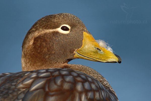 Husice krátkokřídlá (Tachyeres brachypterus), Husice krátkokřídlá (Tachyeres brachypterus), Falkland Steamer Duck, Autor: Ondřej Prosický | NaturePhoto.cz, Model: Canon EOS-1D Mark III, Objektiv: Canon EF 500mm f/4 L IS USM, Ohnisková vzdálenost (EQ35mm): 650 mm, stativ Gitzo 3540LS + RRS BH55, Clona: 6.3, Doba expozice: 1/640 s, ISO: 200, Kompenzace expozice: 0, Blesk: Ne, Vytvořeno: 11. ledna 2009 6:34:30, Stanley (Falklandské ostrovy) 