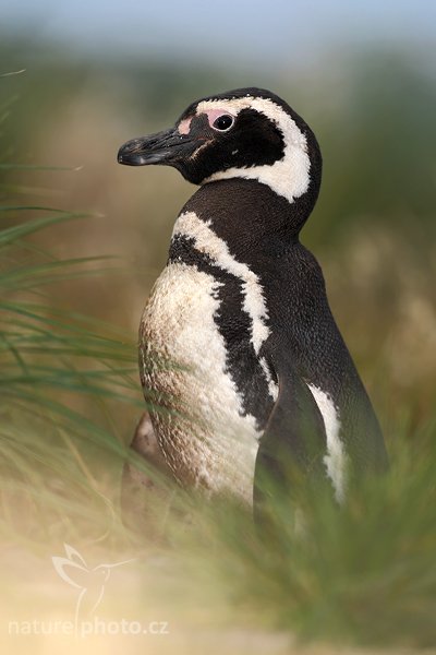 Tučňák magellanský (Spheniscus magellanicus), Tučňák magellanský (Spheniscus magellanicus), Magellanic penguin, Autor: Ondřej Prosický | NaturePhoto.cz, Model: Canon EOS-1D Mark III, Objektiv: Canon EF 500mm f/4 L IS USM, Ohnisková vzdálenost (EQ35mm): 650 mm, stativ Gitzo 3540LS + RRS BH55, Clona: 5.6, Doba expozice: 1/800 s, ISO: 100, Kompenzace expozice: -1 1/3, Blesk: Ano, Vytvořeno: 11. ledna 2009 18:40:18, Volunteer Point (Falklandské ostrovy) 