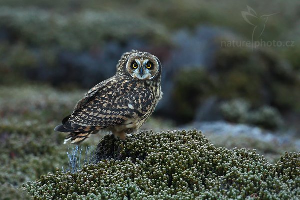 Kalous pustovka (Asio flammeus sanfordi), Kalous pustovka (Asio flammeus sanfordi), Short-eared Owl, Autor: Ondřej Prosický | NaturePhoto.cz, Model: Canon EOS-1D Mark III, Objektiv: Canon EF 500mm f/4 L IS USM, Ohnisková vzdálenost (EQ35mm): 650 mm, fotografováno z ruky, Clona: 7.1, Doba expozice: 1/30 s, ISO: 2000, Kompenzace expozice: -2/3, Blesk: Ne, Vytvořeno: 18. ledna 2009 21:02:28, Sea Lion Island (Falklandské ostrovy)