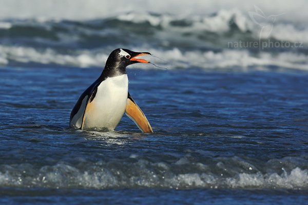 Tučňák oslí (Pygoscelis papua), Tučňák oslí (Pygoscelis papua), Gentoo penguin, Autor: Ondřej Prosický | NaturePhoto.cz, Model: Canon EOS 5D Mark II, Objektiv: Canon EF 500mm f/4 L IS USM, stativ Gitzo 3540LS + RRS BH55, Clona: 10, Doba expozice: 1/800 s, ISO: 100, Kompenzace expozice: -1, Blesk: Ne, Vytvořeno: 12. ledna 2009 19:25:24, Volunteer Point (Falklandské ostrovy) 