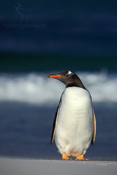 Tučňák oslí (Pygoscelis papua), Tučňák oslí (Pygoscelis papua), Gentoo penguin, Autor: Ondřej Prosický | NaturePhoto.cz, Model: Canon EOS 5D Mark II, Objektiv: Canon EF 500mm f/4 L IS USM, stativ Gitzo 3540LS + RRS BH55, Clona: 8.0, Doba expozice: 1/1250 s, ISO: 100, Kompenzace expozice: -1, Blesk: Ne, Vytvořeno: 12. ledna 2009 19:12:35, Volunteer Point (Falklandské ostrovy) 