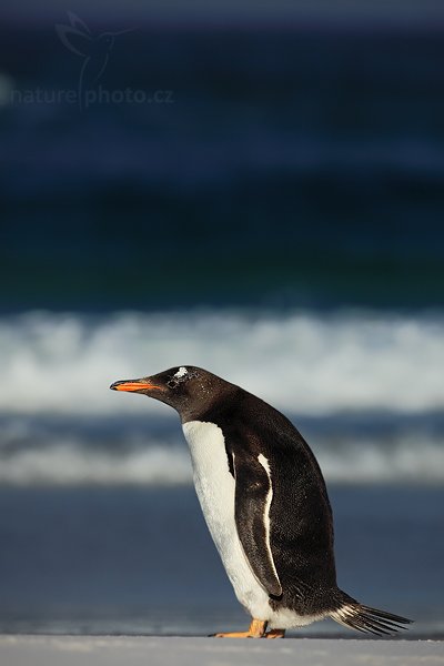 Tučňák oslí (Pygoscelis papua), Tučňák oslí (Pygoscelis papua), Gentoo penguin, Autor: Ondřej Prosický | NaturePhoto.cz, Model: Canon EOS 5D Mark II, Objektiv: Canon EF 500mm f/4 L IS USM, stativ Gitzo 3540LS + RRS BH55, Clona: 8.0, Doba expozice: 1/1000 s, ISO: 100, Kompenzace expozice: -1, Blesk: Ne, Vytvořeno: 12. ledna 2009 19:12:18, Volunteer Point (Falklandské ostrovy) 