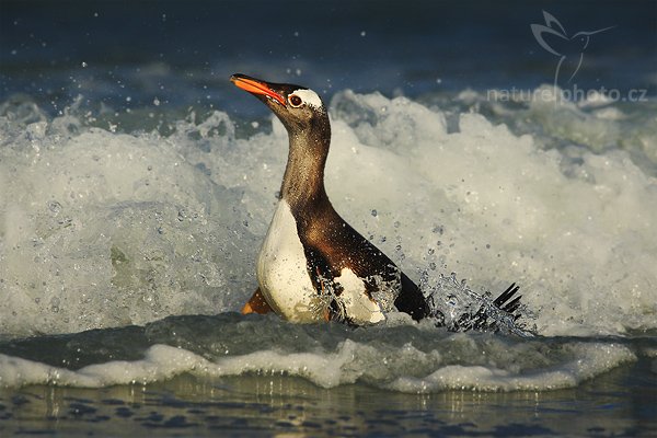 Tučňák oslí (Pygoscelis papua), Tučňák oslí (Pygoscelis papua), Gentoo penguin, Autor: Ondřej Prosický | NaturePhoto.cz, Model: Canon EOS-1D Mark III, Objektiv: Canon EF 500mm f/4 L IS USM + TC Canon 1.4, Ohnisková vzdálenost (EQ35mm): 910 mm, stativ Gitzo 3540LS + RRS BH55, Clona: 8.0, Doba expozice: 1/2000 s, ISO: 250, Kompenzace expozice: -1/3, Blesk: Ne, Vytvořeno: 12. ledna 2009 19:49:23, Volunteer Point (Falklandské ostrovy) 