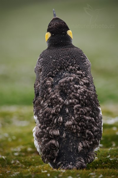 Tučňák patagonský (Aptenodytes patagonicus), Tučňák patagonský (Aptenodytes patagonicus), King penguin, Tučňák oslí (Pygoscelis papua), Gentoo penguin, Autor: Ondřej Prosický | NaturePhoto.cz, Model: Canon EOS-1D Mark III, Objektiv: Canon EF 200mm f/2.8 L USM, Ohnisková vzdálenost (EQ35mm): 260 mm, stativ Gitzo 3540LS + RRS BH55, Clona: 2.8, Doba expozice: 1/250 s, ISO: 100, Kompenzace expozice: -1/3, Blesk: Ne, Vytvořeno: 13. ledna 2009 10:44:47, Volunteer Point (Falklandské ostrovy) 