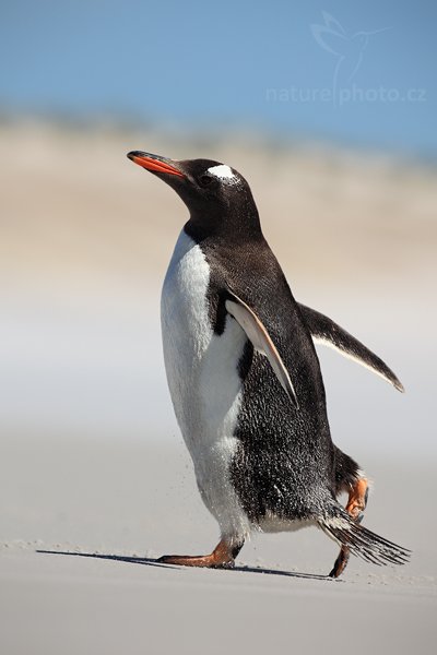 Tučňák oslí (Pygoscelis papua), Tučňák oslí (Pygoscelis papua), Gentoo penguin, Autor: Ondřej Prosický | NaturePhoto.cz, Model: Canon EOS 5D Mark II, Objektiv: Canon EF 500mm f/4 L IS USM, stativ Gitzo 3540LS + RRS BH55, Clona: 8.0, Doba expozice: 1/640 s, ISO: 100, Kompenzace expozice: +1/3, Blesk: Ne, Vytvořeno: 12. ledna 2009 11:46:08, Volunteer Point (Falklandské ostrovy)