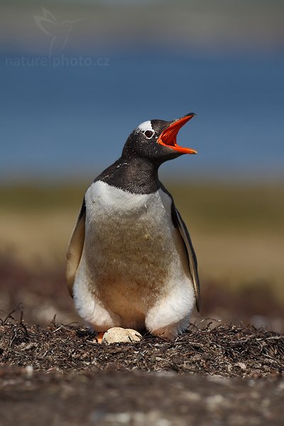 Tučňák oslí (Pygoscelis papua), Tučňák oslí (Pygoscelis papua), Gentoo penguin, Autor: Ondřej Prosický | NaturePhoto.cz, Model: Canon EOS-1D Mark III, Objektiv: Canon EF 500mm f/4 L IS USM, Ohnisková vzdálenost (EQ35mm): 650 mm, stativ Gitzo 3540LS + RRS BH55, Clona: 6.3, Doba expozice: 1/1250 s, ISO: 100, Kompenzace expozice: -2/3, Blesk: Ne, Vytvořeno: 27. ledna 2009 15:37:04, Carcass Island (Falklandské ostrovy)