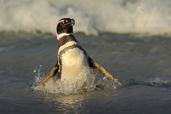 Tučňák magellanský (Spheniscus magellanicus), Tučňák magellanský (Spheniscus magellanicus), Magellanic penguin, Autor: Ondřej Prosický | NaturePhoto.cz, Model: Canon EOS-1D Mark III, Objektiv: Canon EF 500mm f/4 L IS USM + TC Canon 1.4x, Ohnisková vzdálenost (EQ35mm): 910 mm, stativ Gitzo 3540LS + RRS BH55, Clona: 9.0, Doba expozice: 1/1250 s, ISO: 250, Kompenzace expozice: -1/3, Blesk: Ne, Vytvořeno: 12. ledna 2009 19:44:23, Volunteer Point (Falklandské ostrovy) 